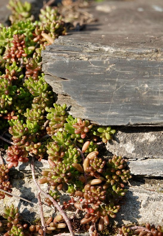 DSC03501 | &copy; AnyaFi