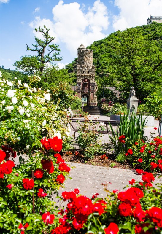 Rosen | © Henry Tornow/Romantischer Rhein Tourismus GmbH Rosen | © Henry Tornow/Romantischer Rhein Tourismus GmbH