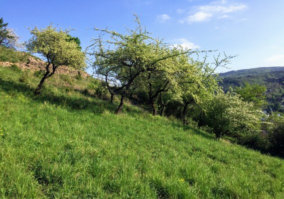 Rheinhang Filsen im Fr&uuml;hling | &copy; Caroline Taunt