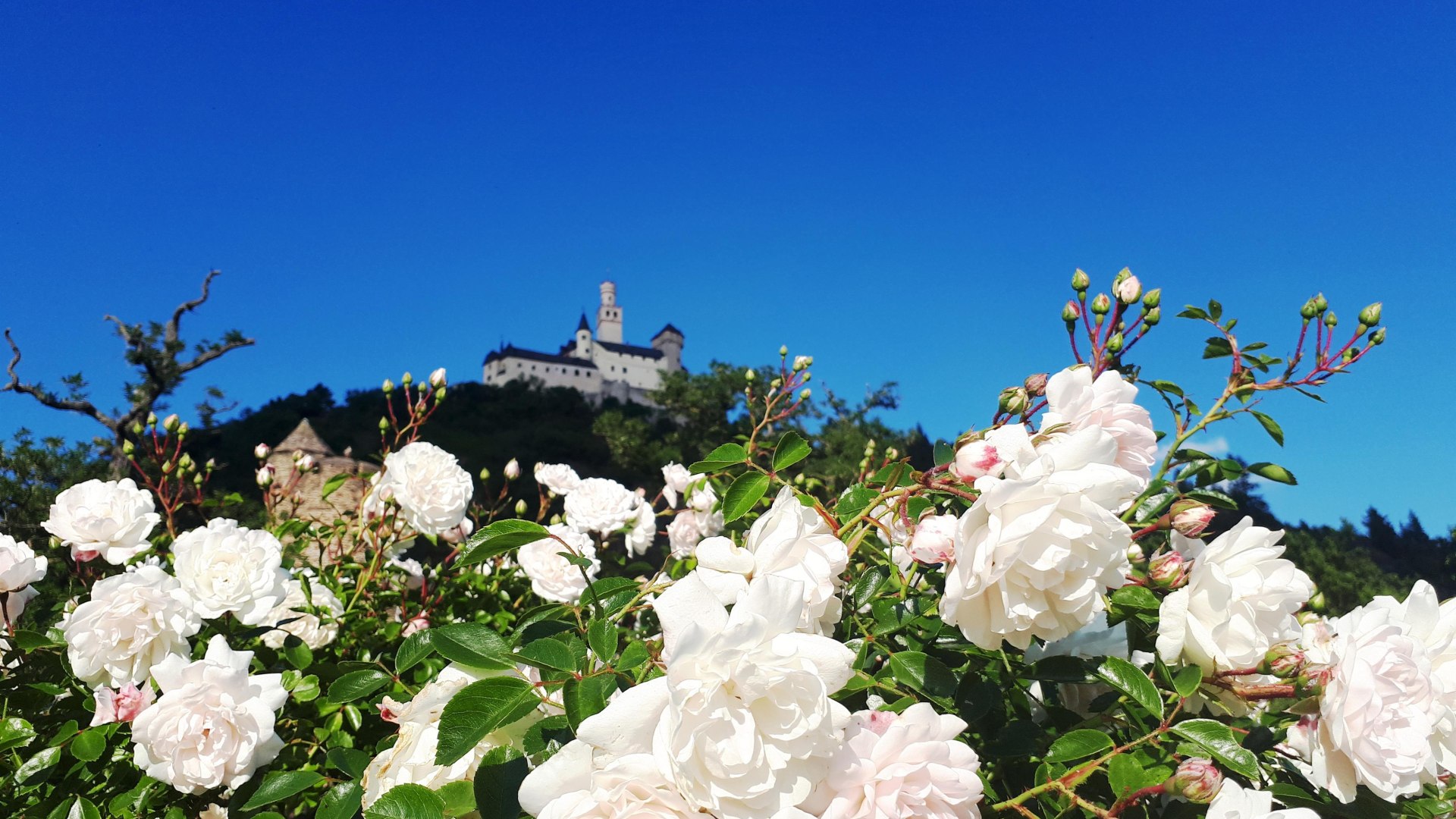 Rosen vor Marksburg | &copy; katharina Schattner