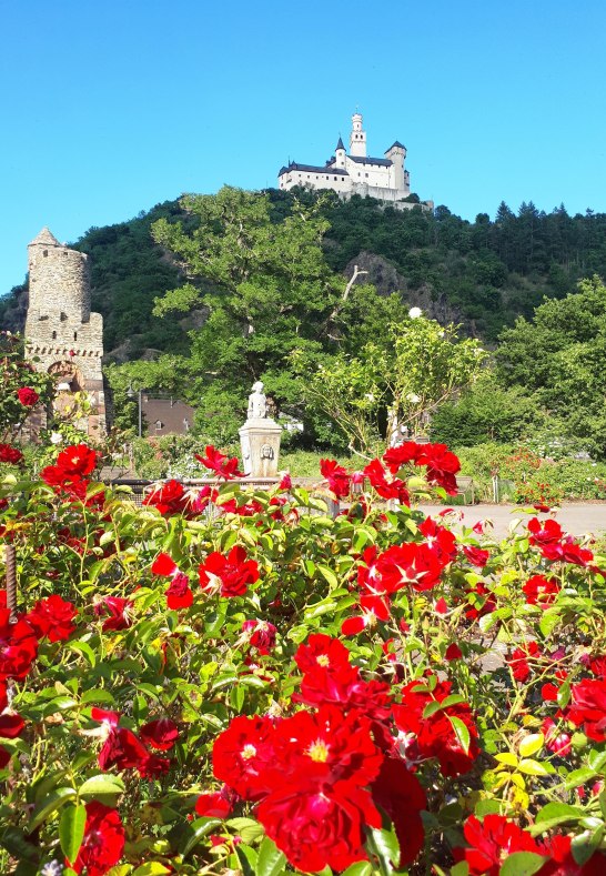 Rote Rosen | © Katharina Schattner Rote Rosen | © Katharina Schattner