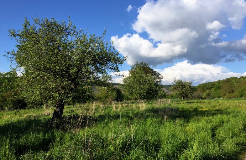 Eine Streuobstwiese in Filsen | &copy; Caroline Taunt