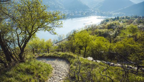 Blick auf den Rheinsteig und das frühlingshafte Rheintal | &copy; Henry Tornow / Romantischer Rhein Tourismus GmbH