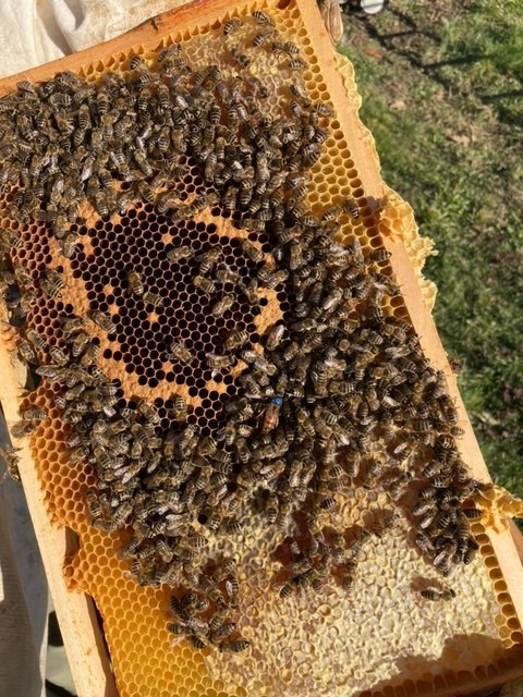 Bienen auf einer Wabe | © Stefanie Schneider Bienen auf einer Wabe | © Stefanie Schneider