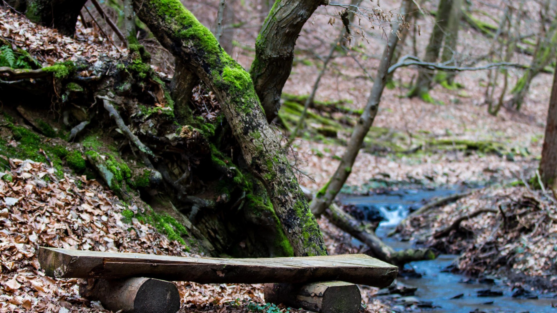Pulsbachklamm | © Joachim Hewel