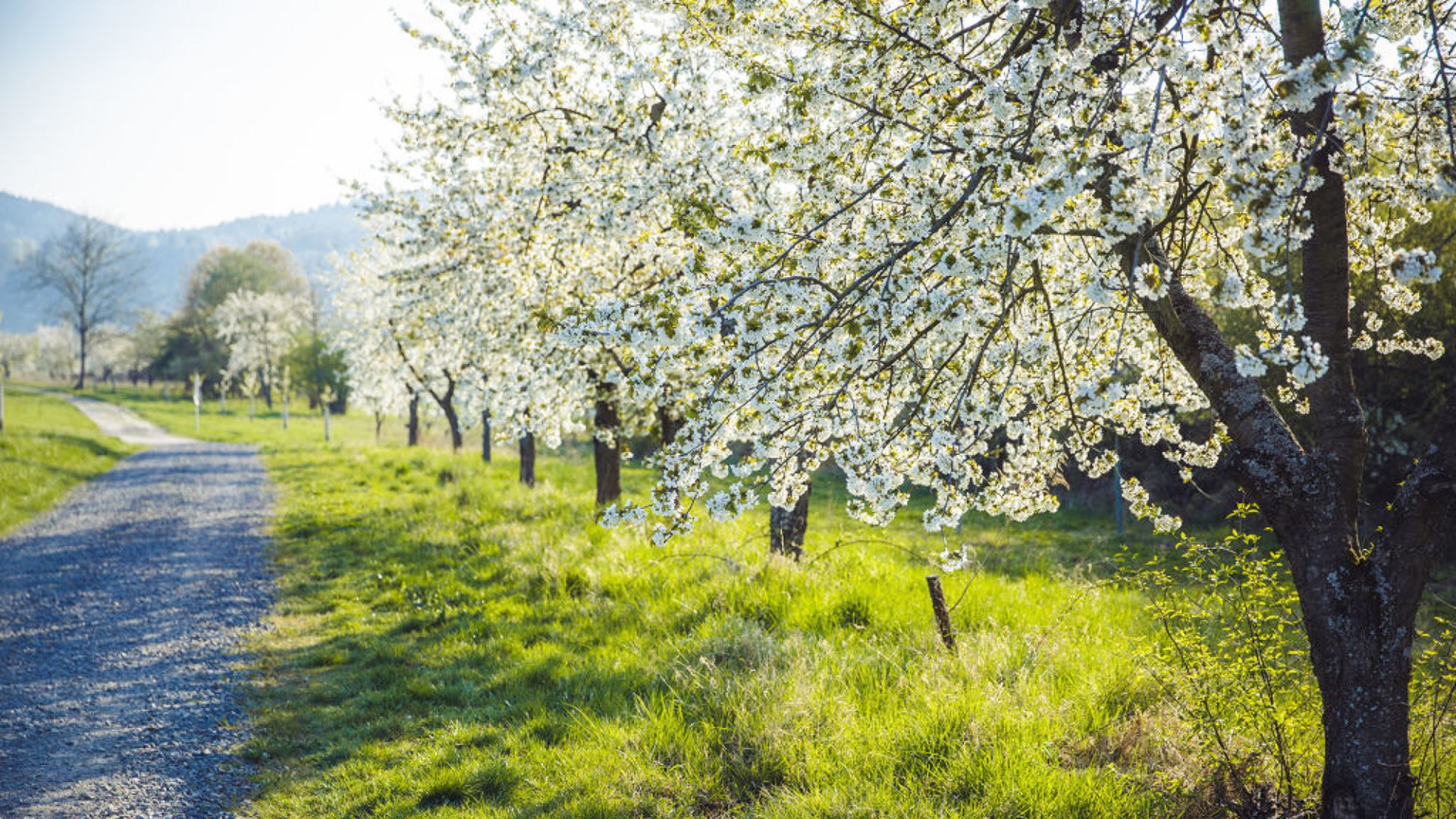 Der Rheinsteig in Filsen während der Obstblüte | © Henry Tornow / Romantischer Rhein Tourismus GmbH Der Rheinsteig in Filsen während der Obstblüte | © Henry Tornow / Romantischer Rhein Tourismus GmbH
