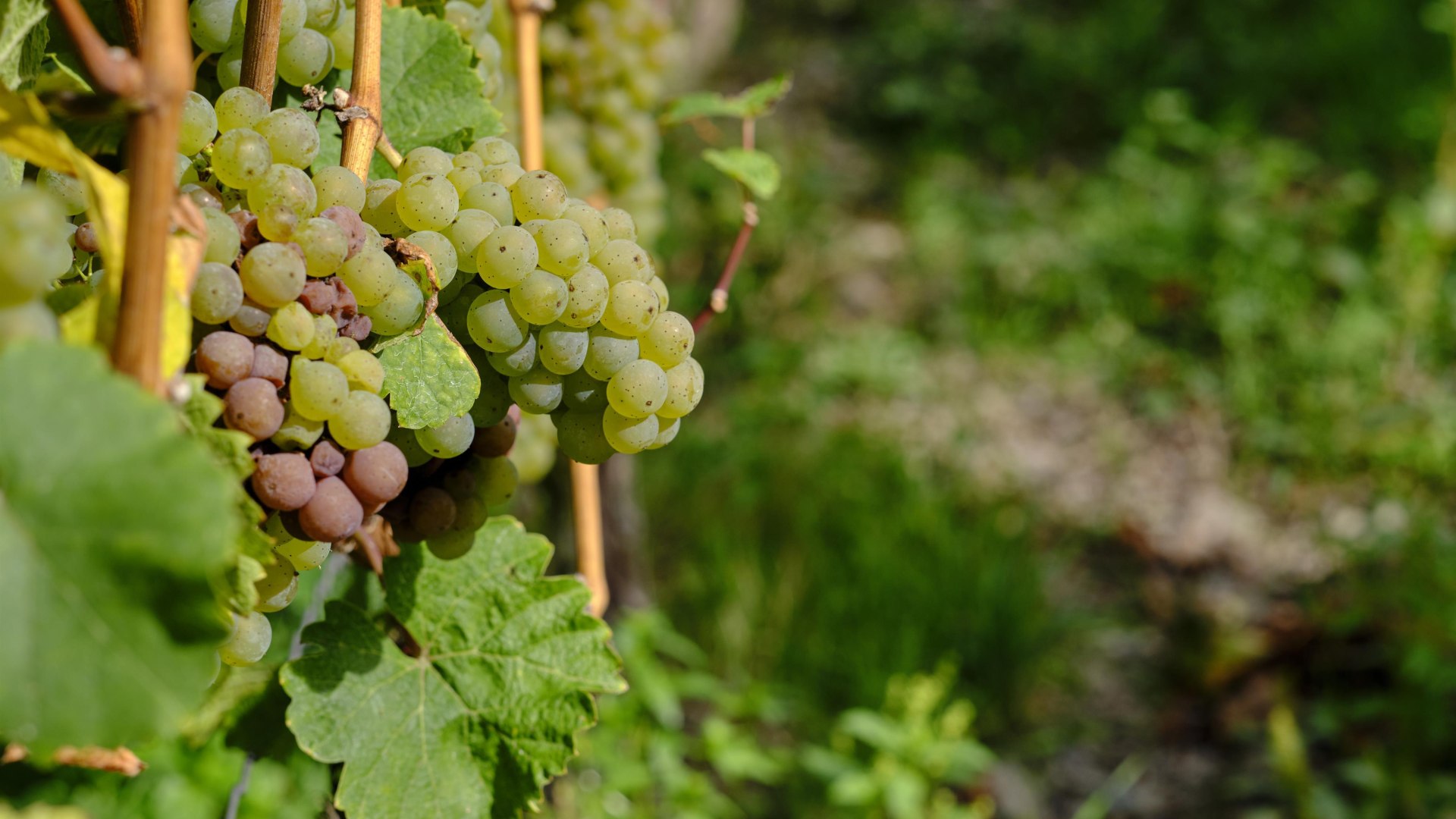 Weinlese | &copy; Stefan Sobotta