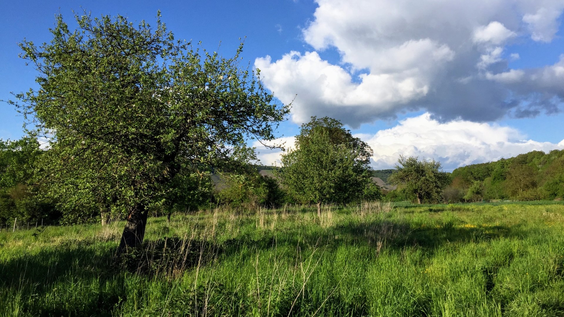 Eine Streuobstwiese in Filsen | © Caroline Taunt Eine Streuobstwiese in Filsen | © Caroline Taunt