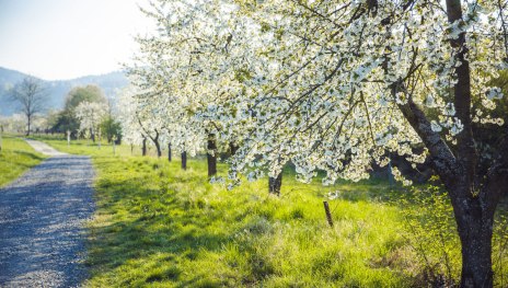 Der Rheinsteig in Filsen während der Obstblüte | © Henry Tornow / Romantischer Rhein Tourismus GmbH Der Rheinsteig in Filsen während der Obstblüte | © Henry Tornow / Romantischer Rhein Tourismus GmbH