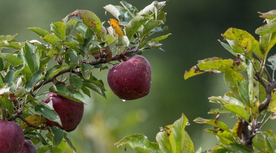 Obst | &copy; Pixabay