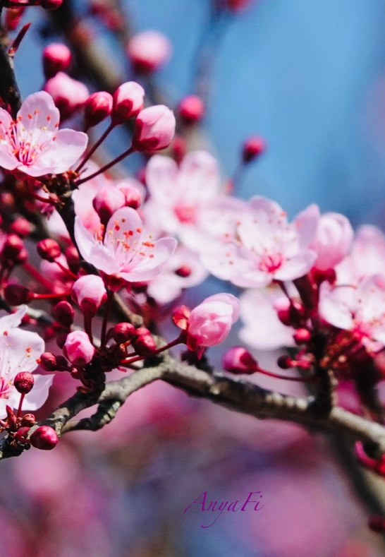 DSC03287 | &copy; AnyaFi