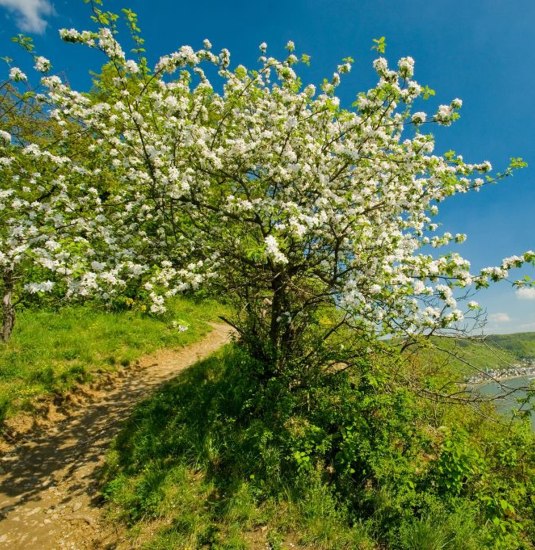 Dominik Ketz, Rheinsteig bei Filsen im Fr&uuml;hling | &copy; Romantischer Rhein Tourismus GmbH
