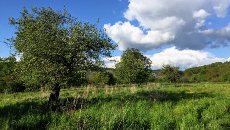 Eine Streuobstwiese in Filsen | © Caroline Taunt Eine Streuobstwiese in Filsen | © Caroline Taunt